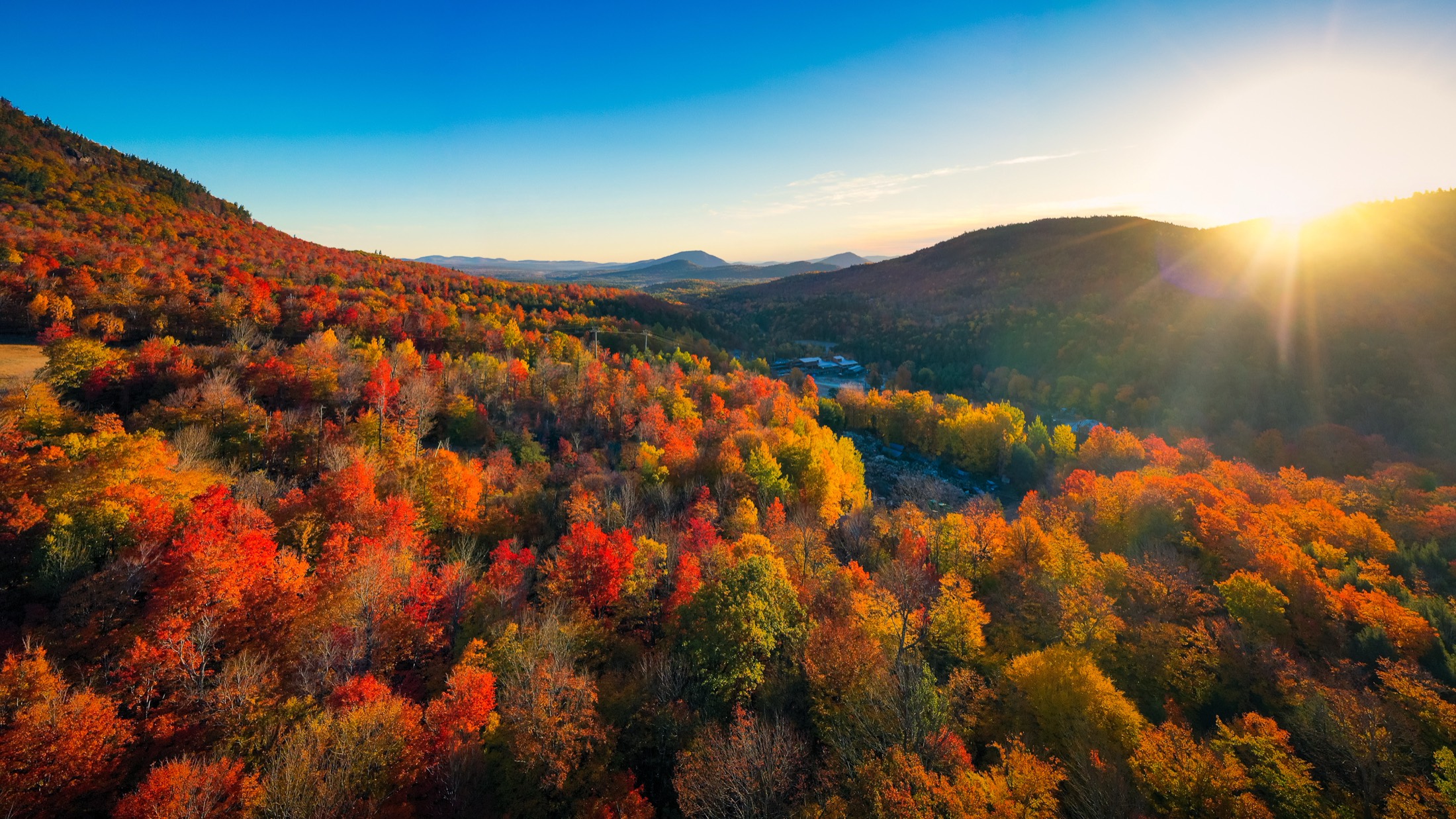 Aerial view of trees